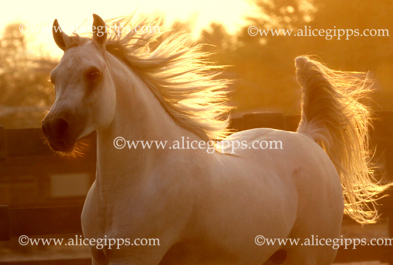 Arabian Stallion