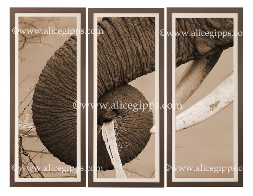 0008).- Ivory-owner-in-Sepia -Triptych-E56G1250-Special-Edition-of-25