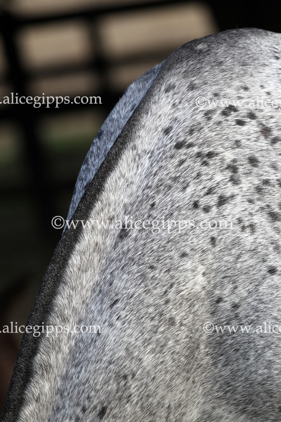E56G6098 
 Horse coat detail 
 Keywords: Horse, spots, fur, coat, hair, equine, detail